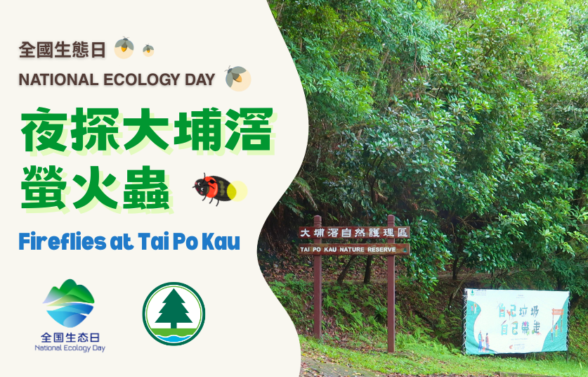 icon of Fireflies at Tai Po Kau